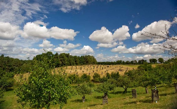 Selbstpflücke auf der Streuobstwiese Behringhof in Brandenburg. Urlaub beim Biobauern. Ferienwohnungen und Ferienhaus