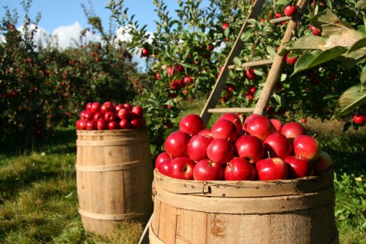 Äpfel selber pflücken auf dem Behringhof