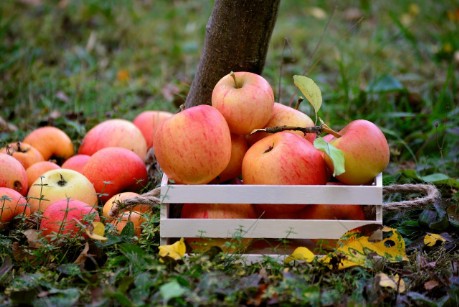 Selbstpflücketage auf dem Behringhof