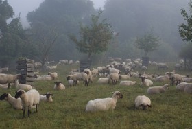 Schafe im Herbst auf der Obstwiese.jpg