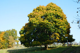 baumwiese2_gr.jpg